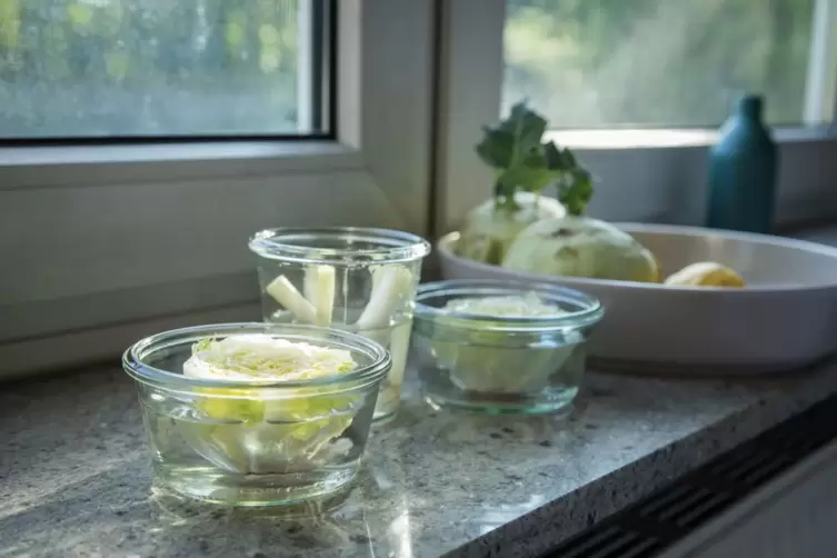 Regrowing mit Salat und Frühlingszwiebeln