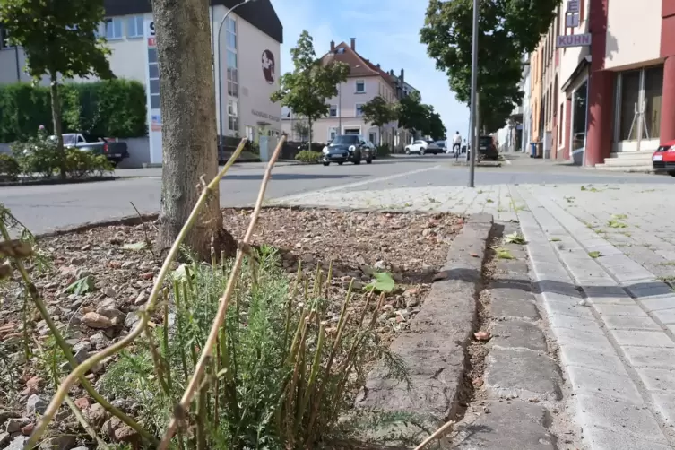 Sieht doch schon besser aus: In der Winzler Straße wurde wild wucherndes Grün gekappt.