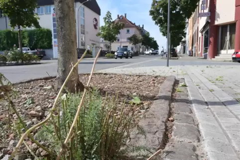 Sieht doch schon besser aus: In der Winzler Straße wurde wild wucherndes Grün gekappt.