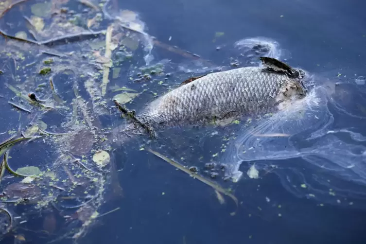 Fischsterben (Archivbild)