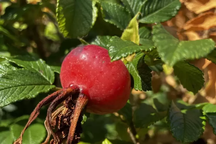 Die Hagebutten der Kartoffelrose können so groß wie Zieräpfel werden. 