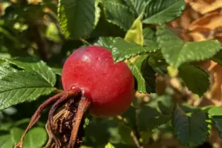 Die Hagebutten der Kartoffelrose können so groß wie Zieräpfel werden.