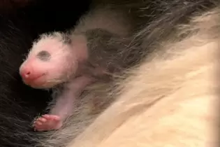 Panda-Nachwuchs im Zoo