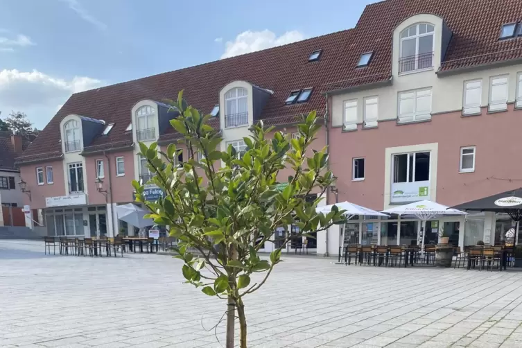 Spendet höchstens Ameisen Schatten, aber nicht den Bürgern: die Bepflanzung am Römerplatz.