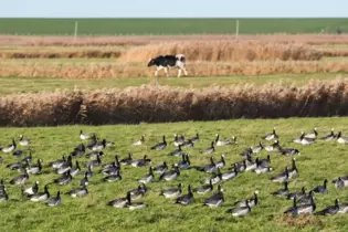 Vogelgrippe - Symbolbild