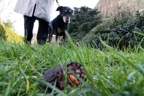 Hundebesitzer aufgepasst! Beim Bellheimer Friedhof hat ein Hund einen Giftköder gefressen. 