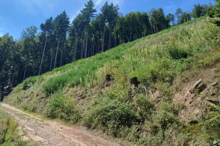 Die Brandstelle heute: Die Natur erobert sich die Fläche zurück, einzelne schwarze Baumstümpfe erinnern an das Feuer.