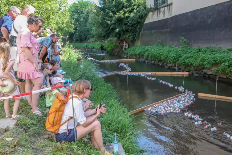 Enten im Bach stoßen auf Hindernisse: großes Interesse am Ufer.