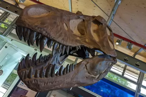 Spannend: ein Dinosaurier im Geoskop.