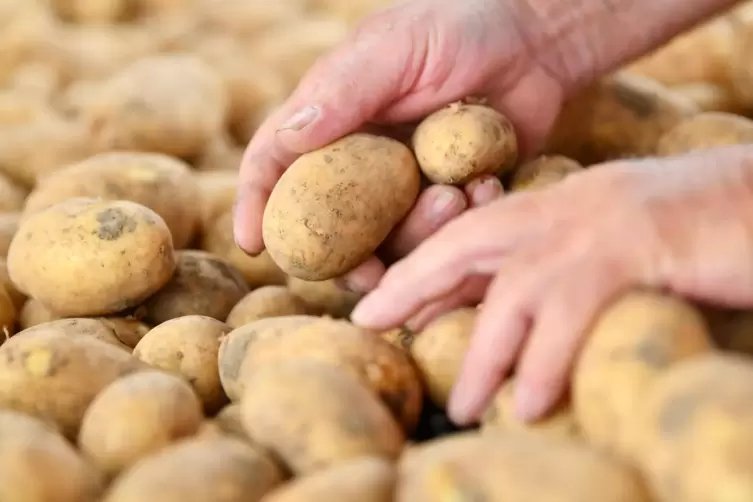 Die Frühkartoffel Anabelle sei gut gewachsen, teils aber sehr groß. Die Marabelle sei teils von Engerlingen zerfressen, sagt Lan