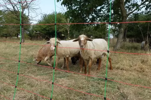 Auf der Streuobstwiese des Naturschutzbundes in Ludwigshafen sorgt seit Anfang Juli eine kleine Schafherde für die Pflege und de