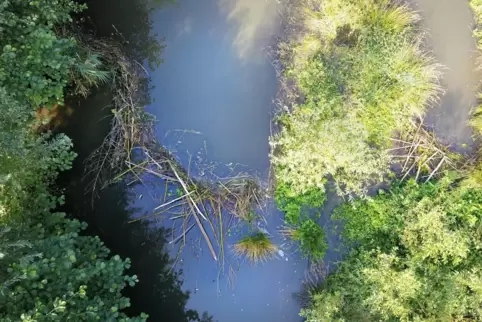 Der Staudamm von oben: Im renaturierten Eisbach bei Ebertsheim hat ein Biber Äste und Reisig im neuen, gewundenen Bachlauf angeh