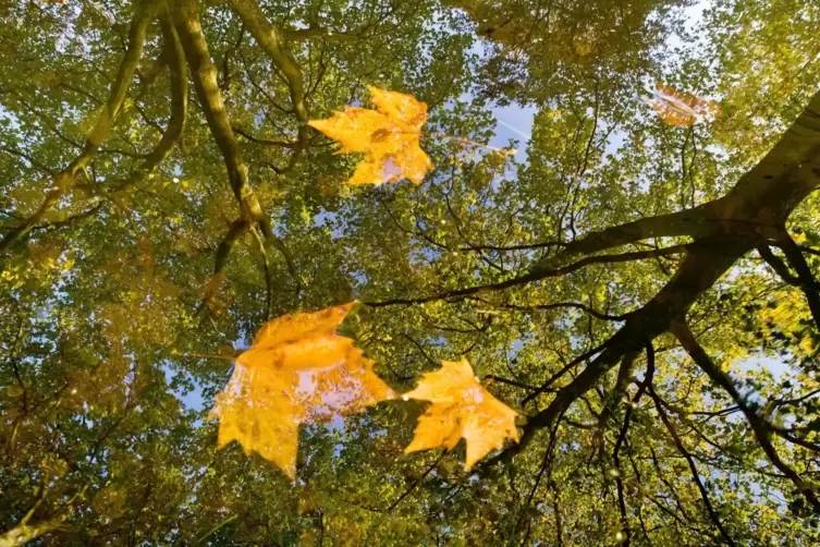 Wird’s jetzt Herbst? Die Redaktion ist uneins, ob man sich über die Jahreszeit freuen sollte.