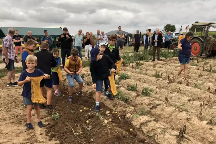 Die Kinder waren eifrig dabei, die Kartoffeln aufzusammeln. 