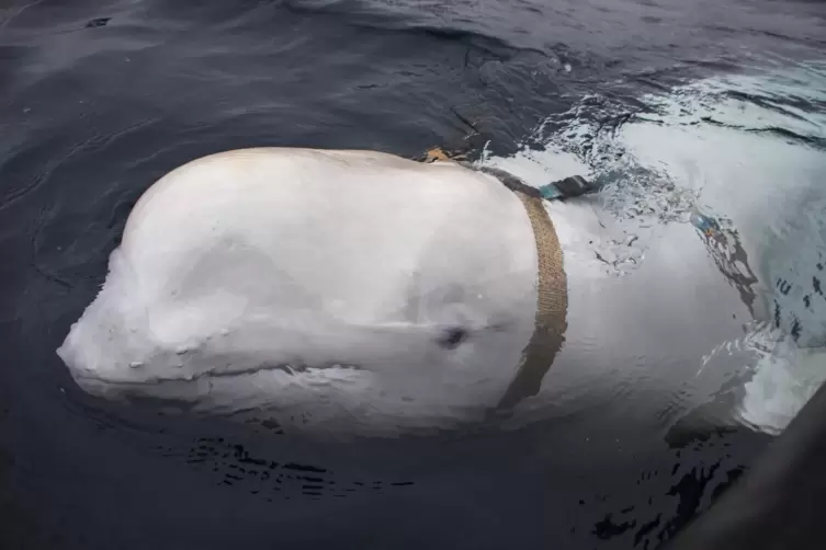 Beluga „Hvaldimir“ tauchte 2019 in Norwegen auf.