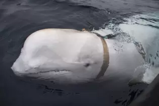 Beluga »Hvaldimir« tauchte 2019 in Norwegen auf.