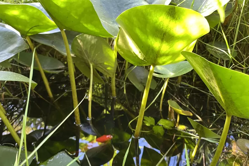 In einem Teich tummeln sich kleine Fische. Dieses kleine Gewässer will das Paar noch in Schuss bringen.