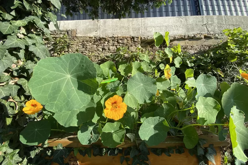 Im Garten wächst unter anderem Kapuzinerkresse.