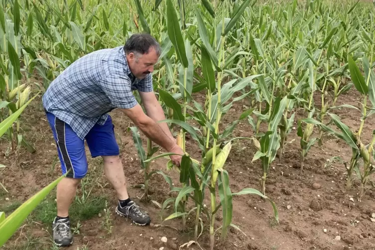 Landwirt Wolfgang Sprau im Maisfeld. Die Ernte steht bevor. 