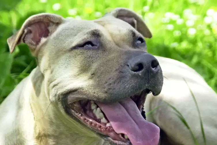 Ein Hund der Rasse American Staffordshire Terrier (Symbolfoto). 