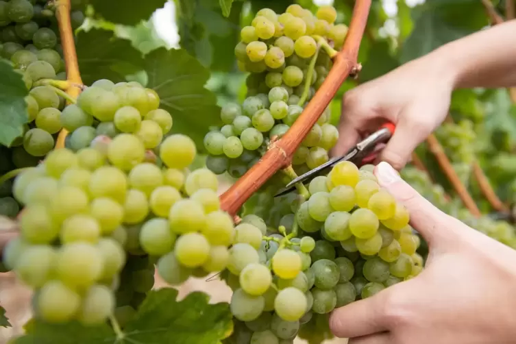 Eröffnung der fränkischen Weinlese 2020