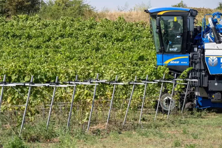 Start der Weinlese in Rattey