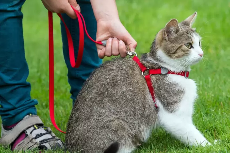 Katze mit Geschirr