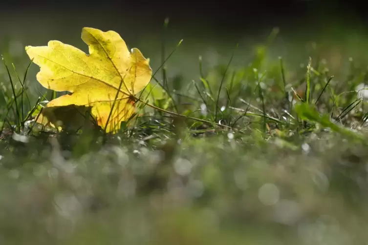 Die ersten, verfärbten Blätter fallen von den Bäumen, die Temperaturen sinken – der Herbst steht vor der Tür. 