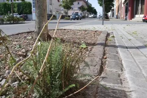 In der Winzler Straße wurde wild wucherndes Grün gekappt.