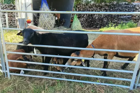 Heimspiel: Weil die übrigen Züchter aus Schutz vor der Blauzungenkrankheit zum Bundestreffen in Rieschweiler-Mühlbach ohne Tiere