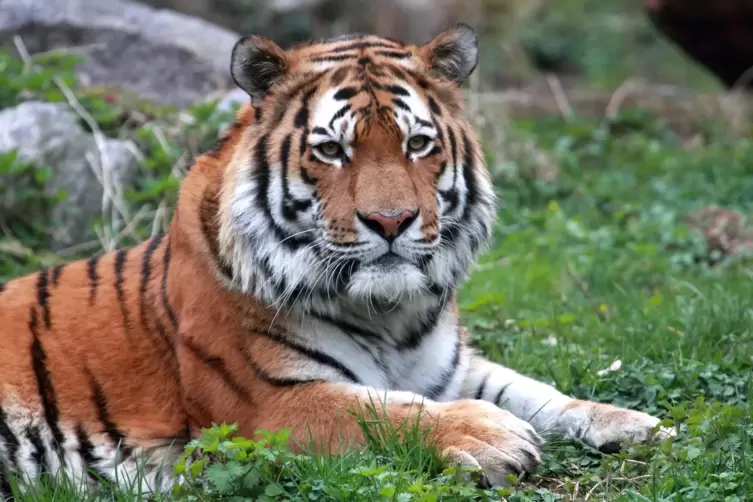 Im Landauer Zoo gibt es vorerst keine Tiger mehr. 