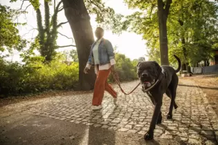 Kein Befehl, aber doch eine dringende Bitte: Hunde sollen im Kreis Bad Dürkheim einstweilen immer angeleint bleiben.