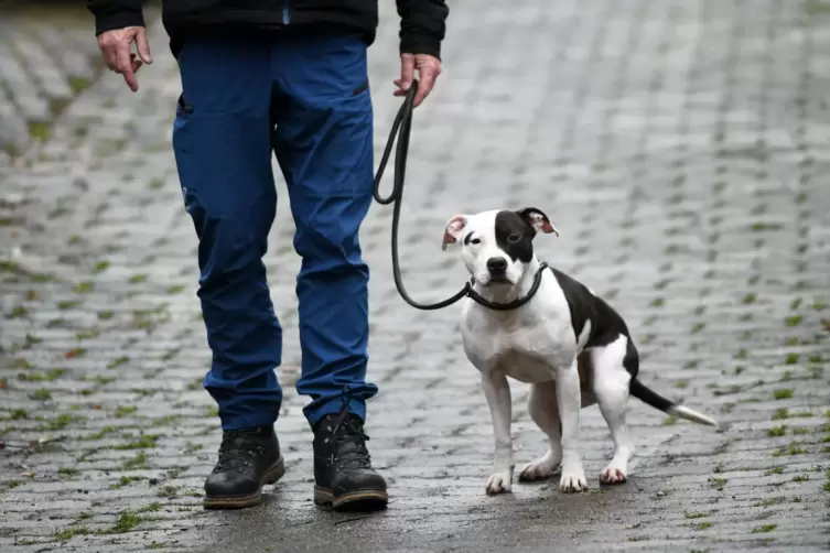 Hundehalter sollen ihre Tiere auch dort angeleint lassen, wo es keine Leinenpflicht gibt, bittet die Kreisverwaltung. 