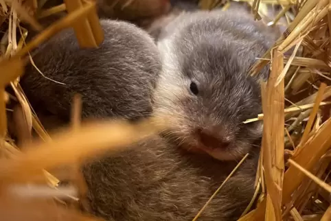 Fünf Zwergotter haben Ende Juli im Heidelberger Zoo das Licht der Welt erblickt.