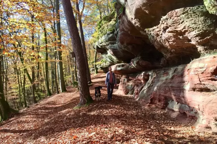 Schön: Spaziergang im herbstlichen Pfälzerwald. 