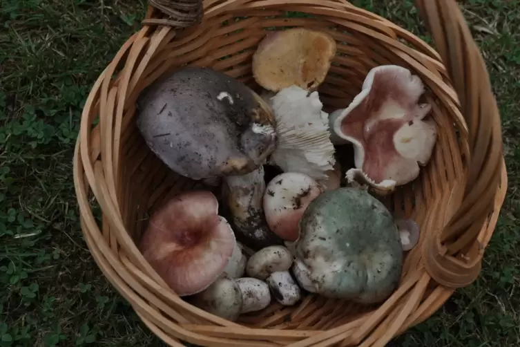 Ein Blick ins Pilzkörbchen von Wolfgang Peltz. Nach dem ersten feuchten Herbstwetter waren verschiedene Täublinge zu finden. 