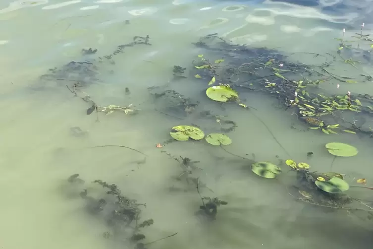 Eklig und müffelnd: Das Wasser im Weiher ist von Algen grün gefärbt. 