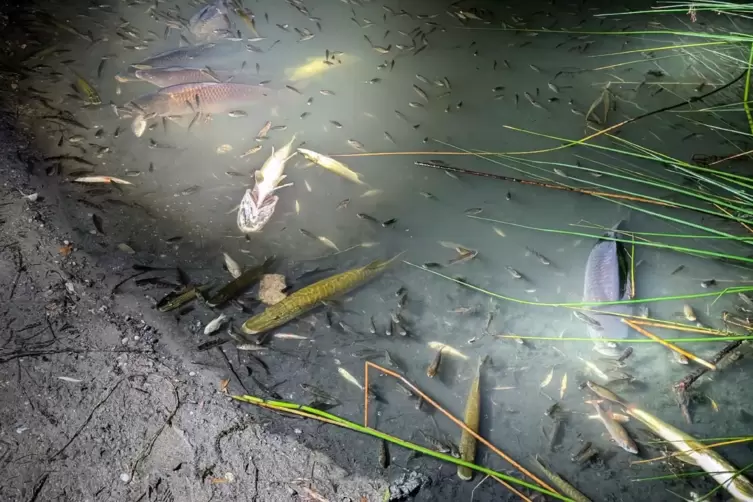 Atemnot in der Nacht: Fische schnappen in Ufernähe nach Luft. 