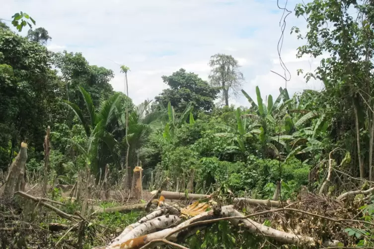 Dschungel in Papua-Neuguinea