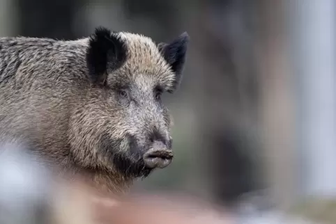 Vorsicht: Die großen und schweren Tiere treten meist im Rudel auf. 