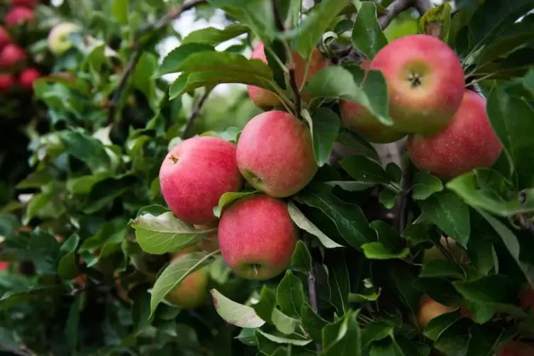 Der Herbst ist Erntezeit. 