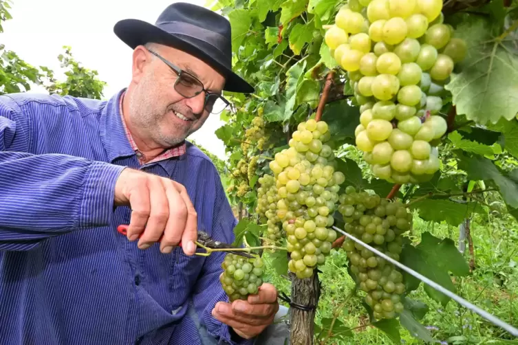 Winzer Axel Schäfer bei der Lese von Weißburgundertrauben in der Lage Mußbacher Kurfürst.