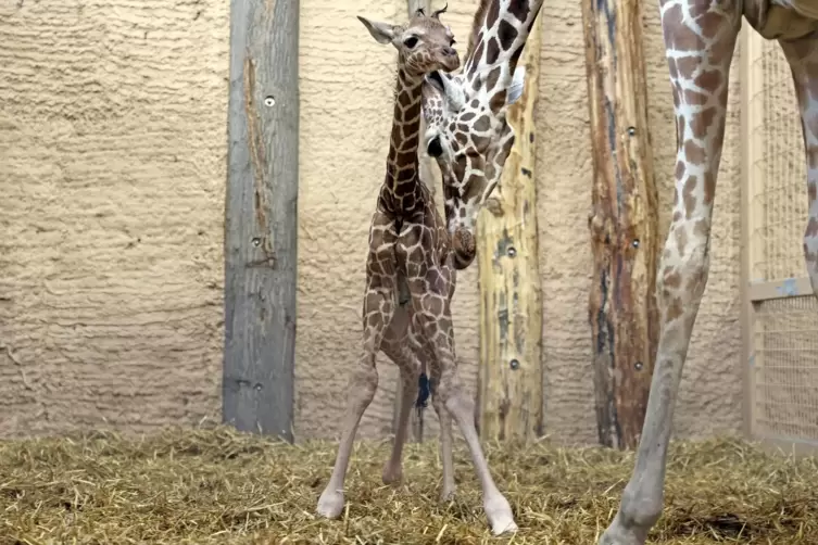 Das noch namenlose Giraffenbaby mit Mutter Wahia. 