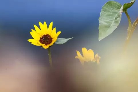 Sonnenblume - Wetter im Südwesten