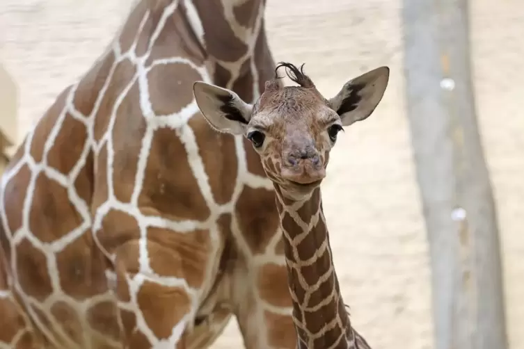 Giraffenbaby im Zoo Karlsruhe geboren