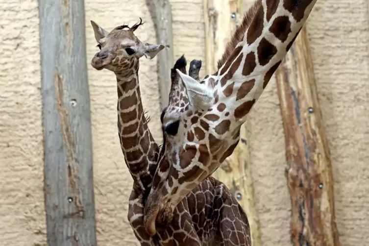 Giraffenbaby im Zoo Karlsruhe geboren