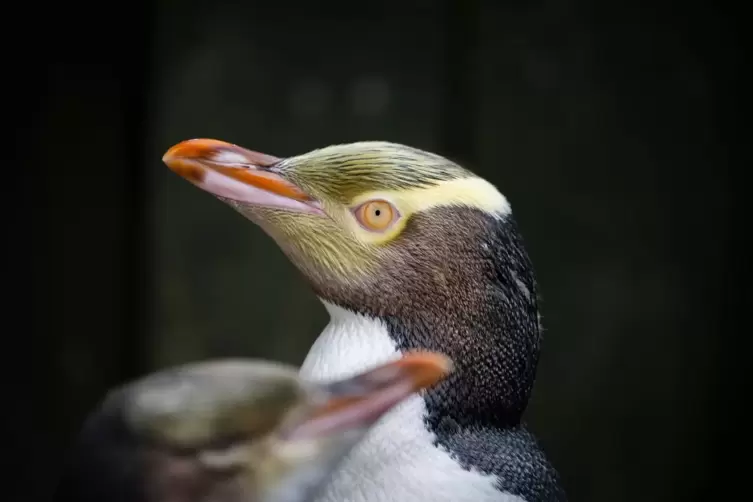 Hoiho ist Neuseelands Vogel des Jahres