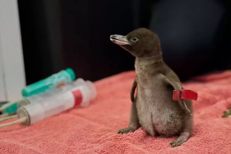 Hoiho ist Neuseelands Vogel des Jahres