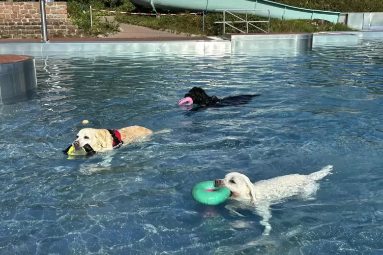 Hinein ins kühle Nass: Beim Hundeschwimmen im Hochspeyerer Freibad hatten die Vierbeiner richtig viel Spaß.