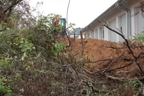 Hat es schwer: Die Hecke am südlichen Rand des Otterberger Neubaugebiets leidet unter der Bautätigkeit. 